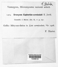 Uromyces euphorbiae image